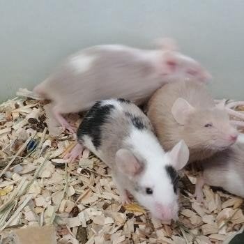 Muizen te koop, Dieren en Toebehoren, Juni, Meerdere dieren