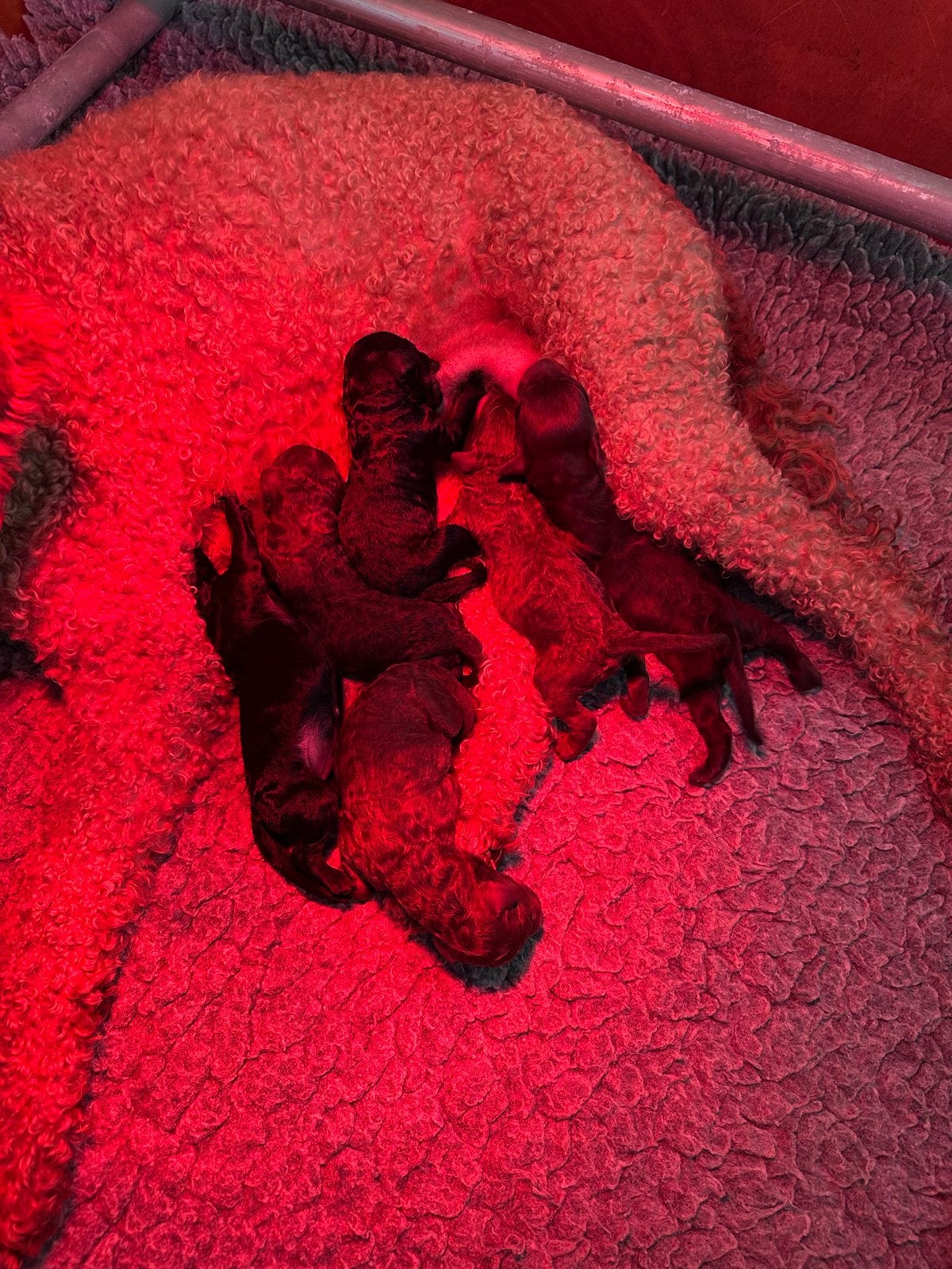 Australian labradoodle puppys, Dieren en Toebehoren, Honden | Niet-rashonden, 8 tot 15 weken, Parvo, Meerdere, Meerdere dieren