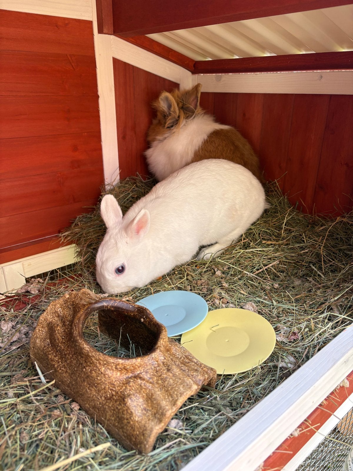Konijnen duo Pim & Pom (dwergkonijn en vosje), Dieren en Toebehoren, Knaagdieren, Augustus, Meerdere dieren, Overige typen, Tam