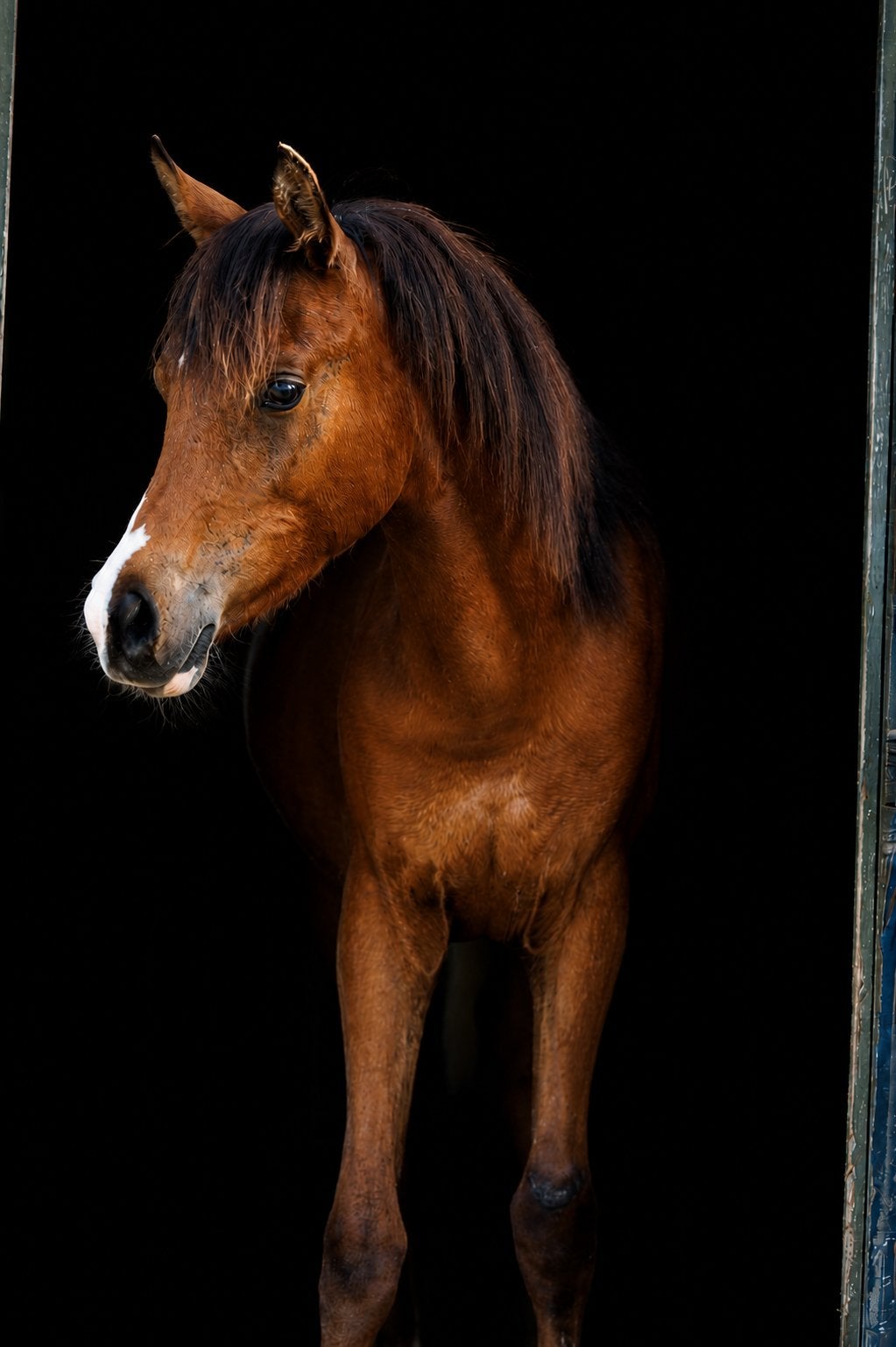 Arabisch volbloeden en Quarter Horse, Merrie, Minder dan 160 cm, Met stamboom, 0 tot 2 jaar