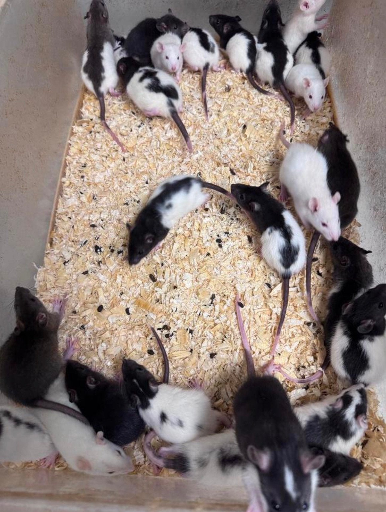 Voederratje zowel levend als diepvries, Ophalen, Nieuw, Overige typen
