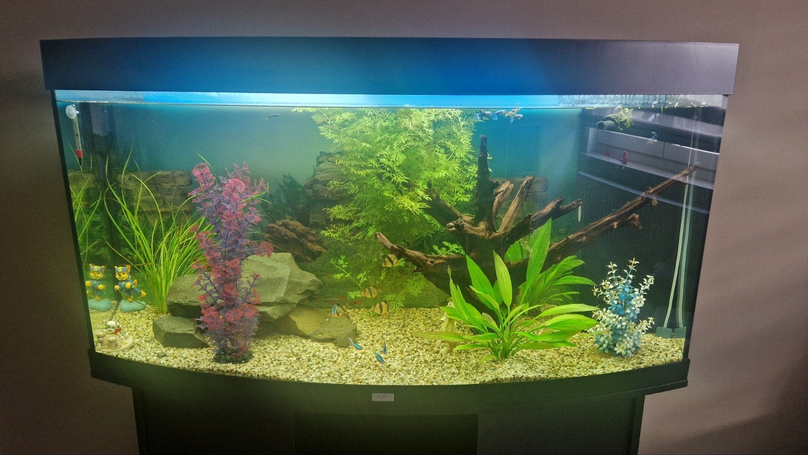 Juwel aquarium, Dieren en Toebehoren, Ophalen, Gevuld zoetwateraquarium