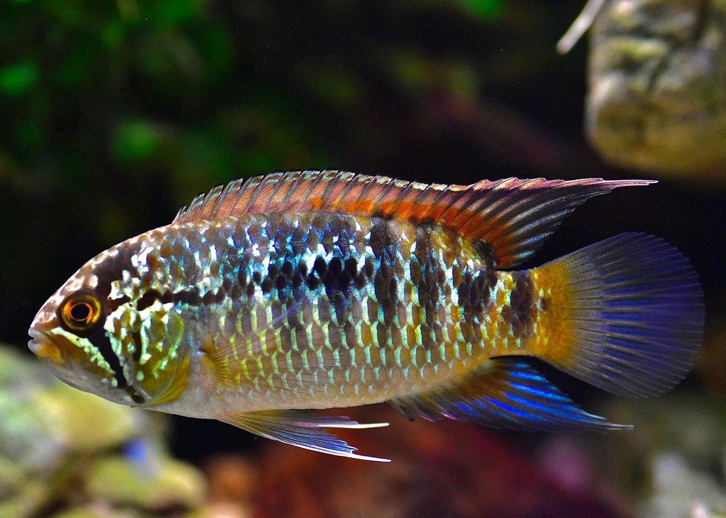 ivanacara adoketa, Vis, Zoetwatervis