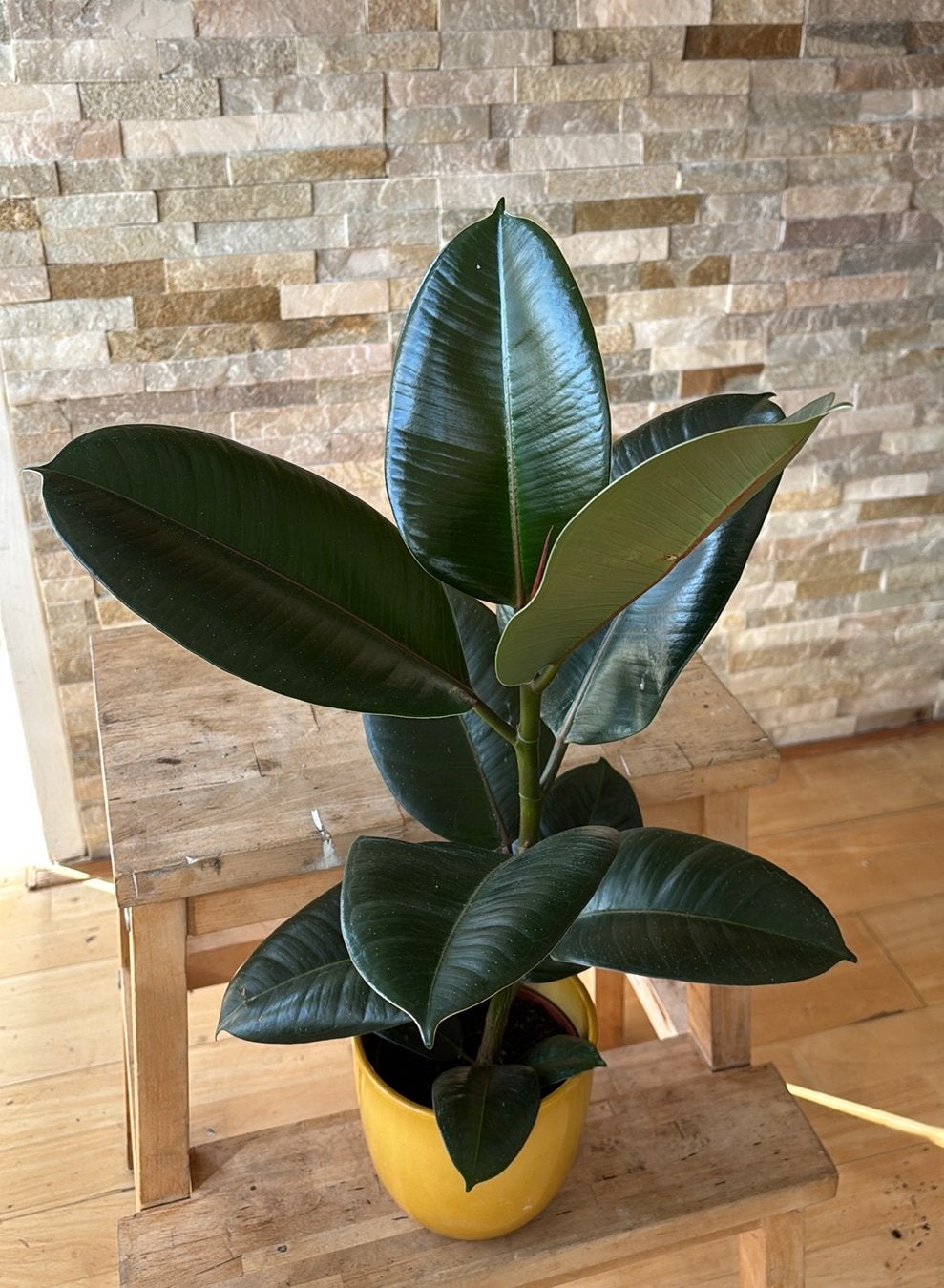 Ficus in pot, Ficus, In pot, Minder dan 100 cm, Groene kamerplant