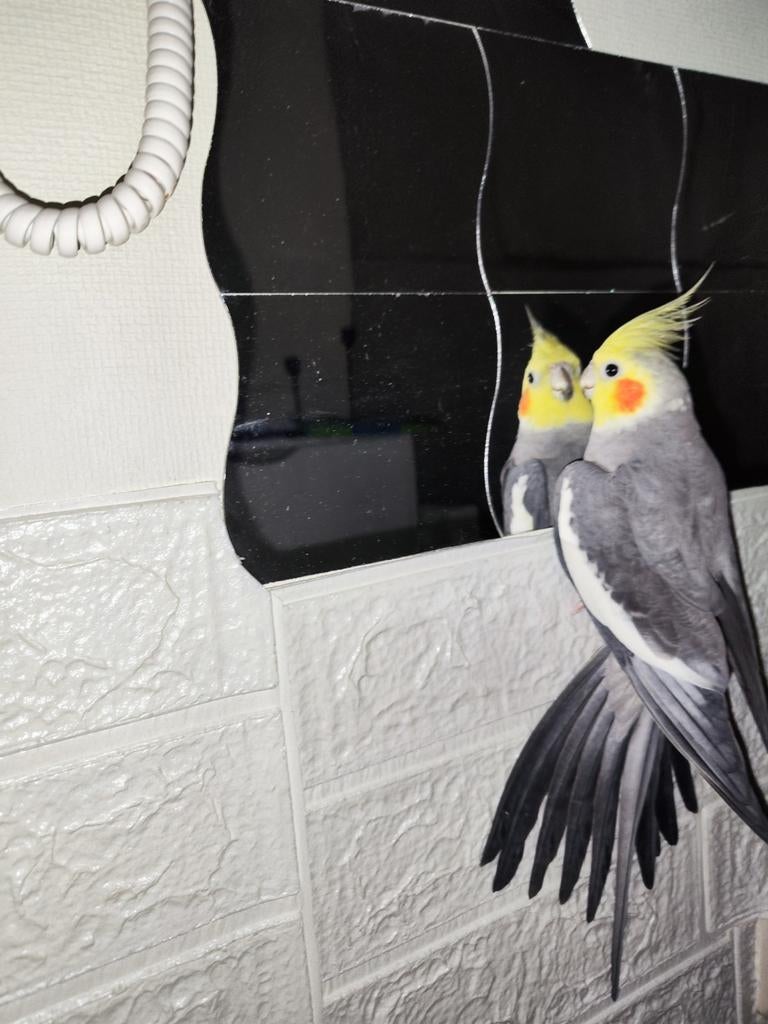 Vermist, Vogel