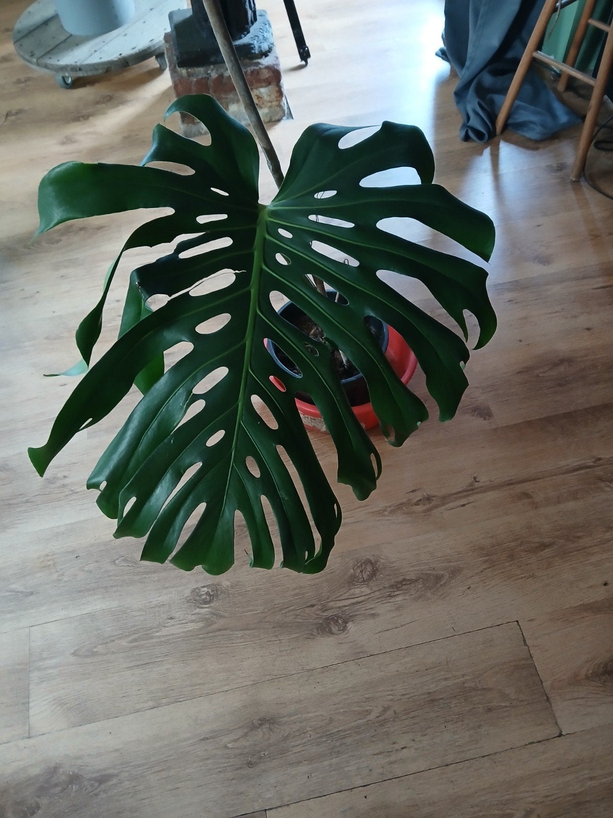 Monstera Deliciosa Stek, Ophalen, Overige soorten, Halfschaduw, In pot