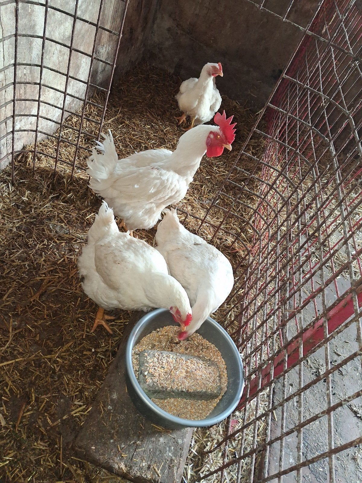 Zware scharrel vleeskippen, Dieren en Toebehoren, Pluimvee, Kip