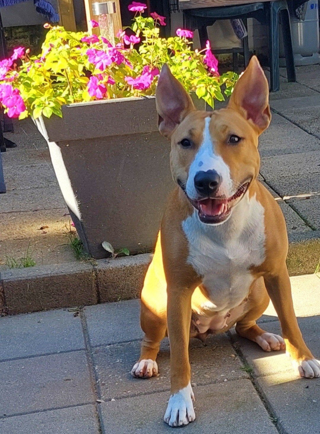 te koop kruising bullrerrier/stafford, Dieren en Toebehoren, Teef, Eén hond, Nederland, Particulier
