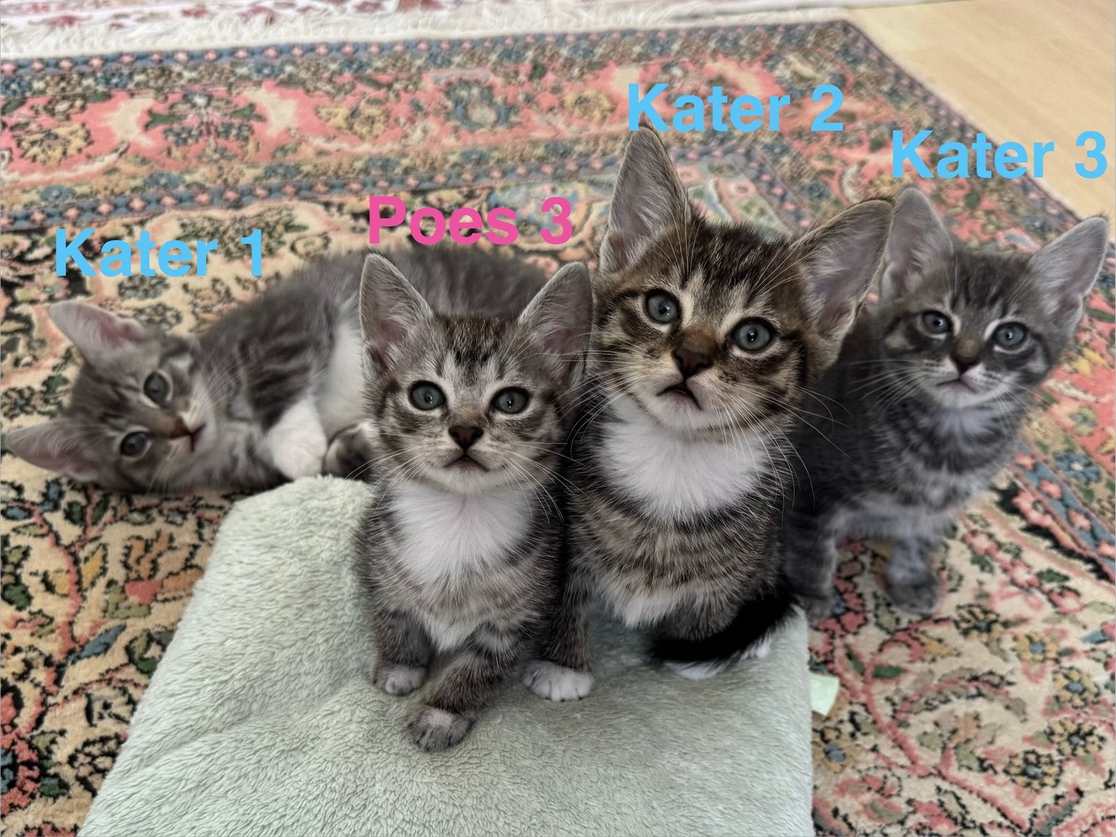 lieve Europees korthaar kittens - 9 weken, Meerdere dieren