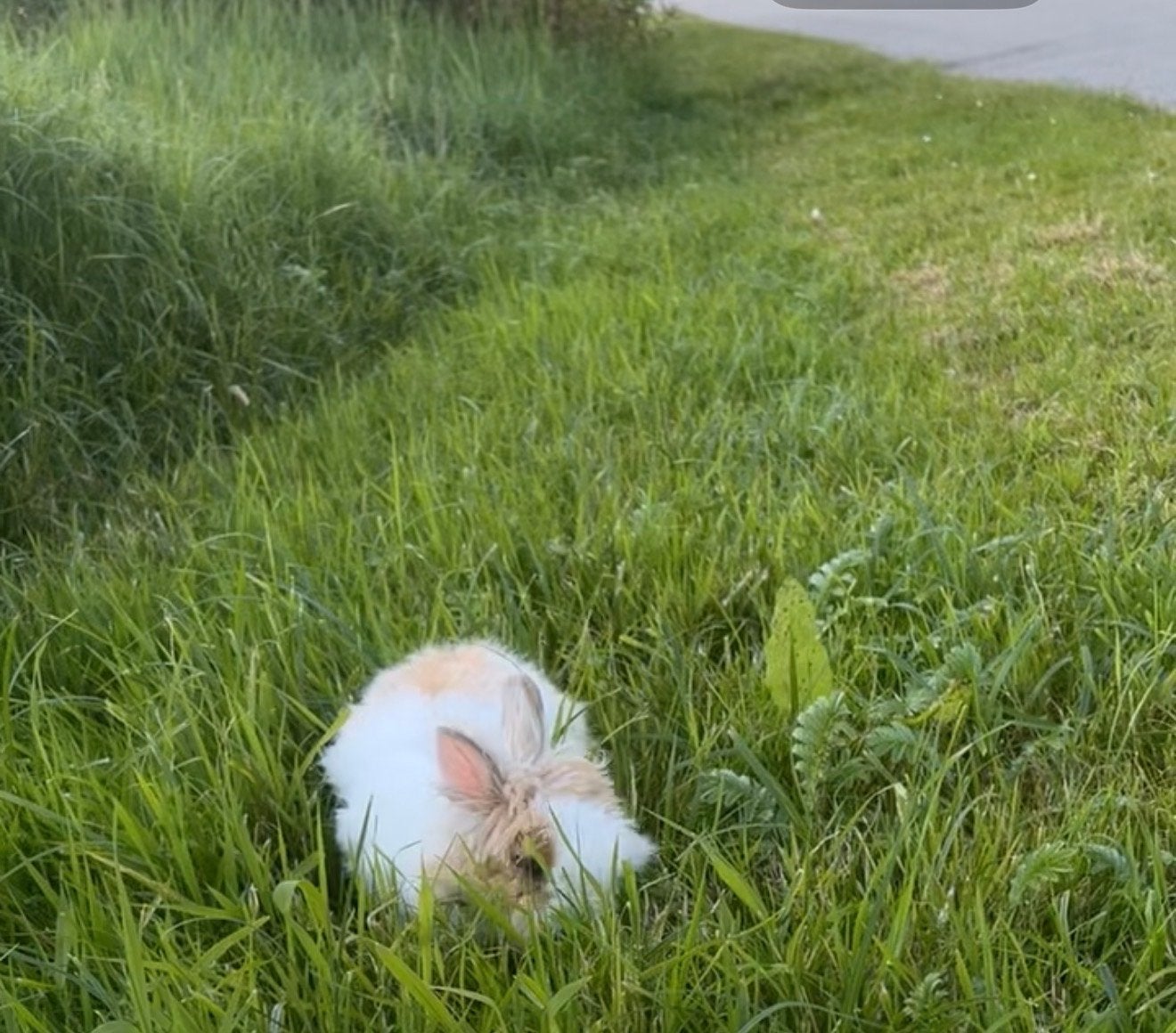 Lief huisje gezocht voor Chipsie, Mannelijk, Dwerg
