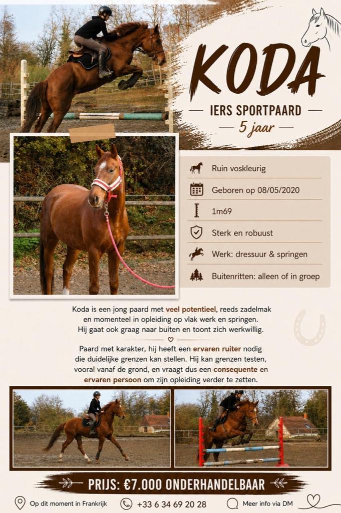 allround Iers Sportpaard Ruin 1m69 vos 2020, Ruin, Zadelmak, 3 tot 6 jaar, Recreatiepaard