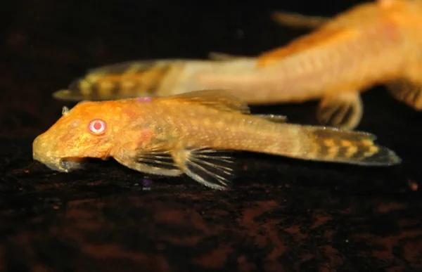 Ancistrus Goud - Gouden Algeneter, Dieren en Toebehoren, Vissen | Aquariumvissen, Vis, Zoetwatervis