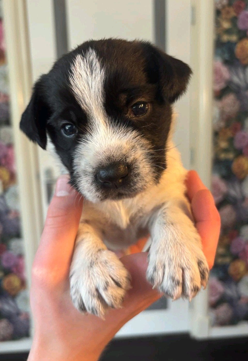 Schapendoes/Smous pups, Dieren en Toebehoren, Parvo, Overige rassen, 8 tot 15 weken, Meerdere