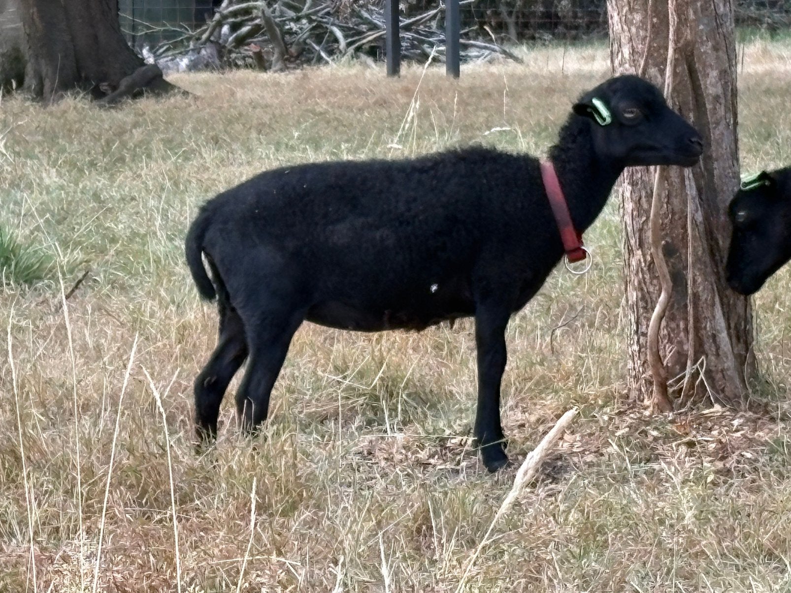 Mooi stelletje zwarte Ouessant ooien moeder en dochter, Vrouwelijk, Schaap