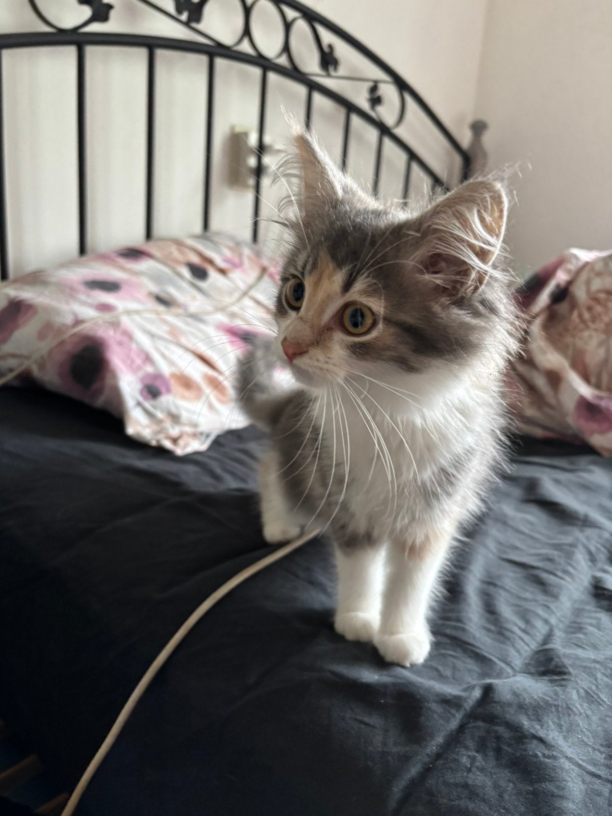 Grijze fluffy kitten, Poes, Langharig, 0 tot 2 jaar