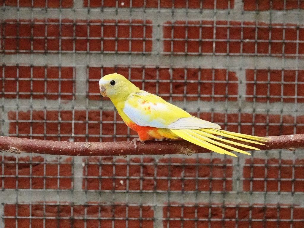 Te koop: koppeltje turquoisineparkieten turquoisine's, Dieren en Toebehoren, Meerdere dieren, Parkiet