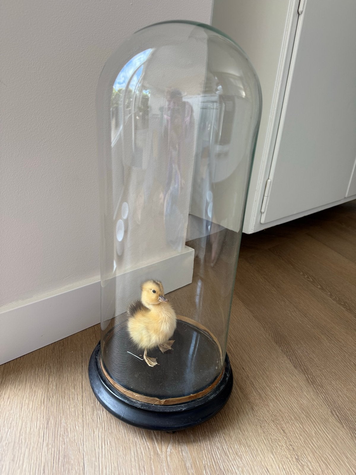 Glazen stolp met houten voet - Ideaal voor hoge decoratie, Ophalen