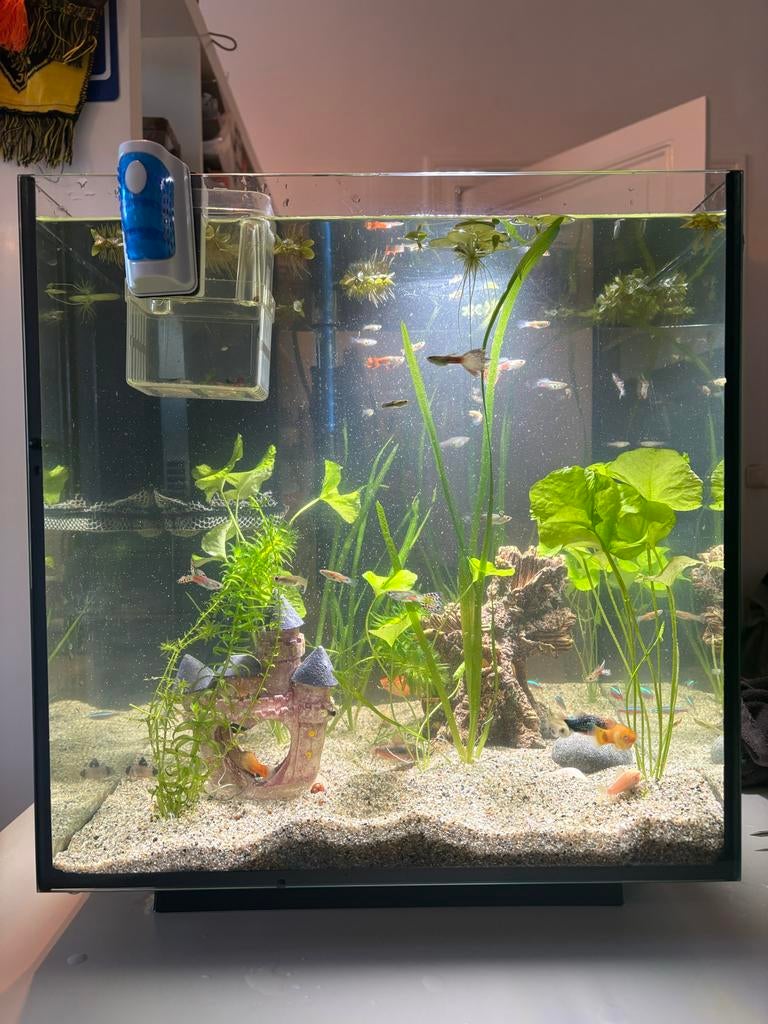 Aquarium met vissenbestand en toebehoren, Dieren en Toebehoren, Vissen | Aquariumvissen, Zoetwatervis, Vis