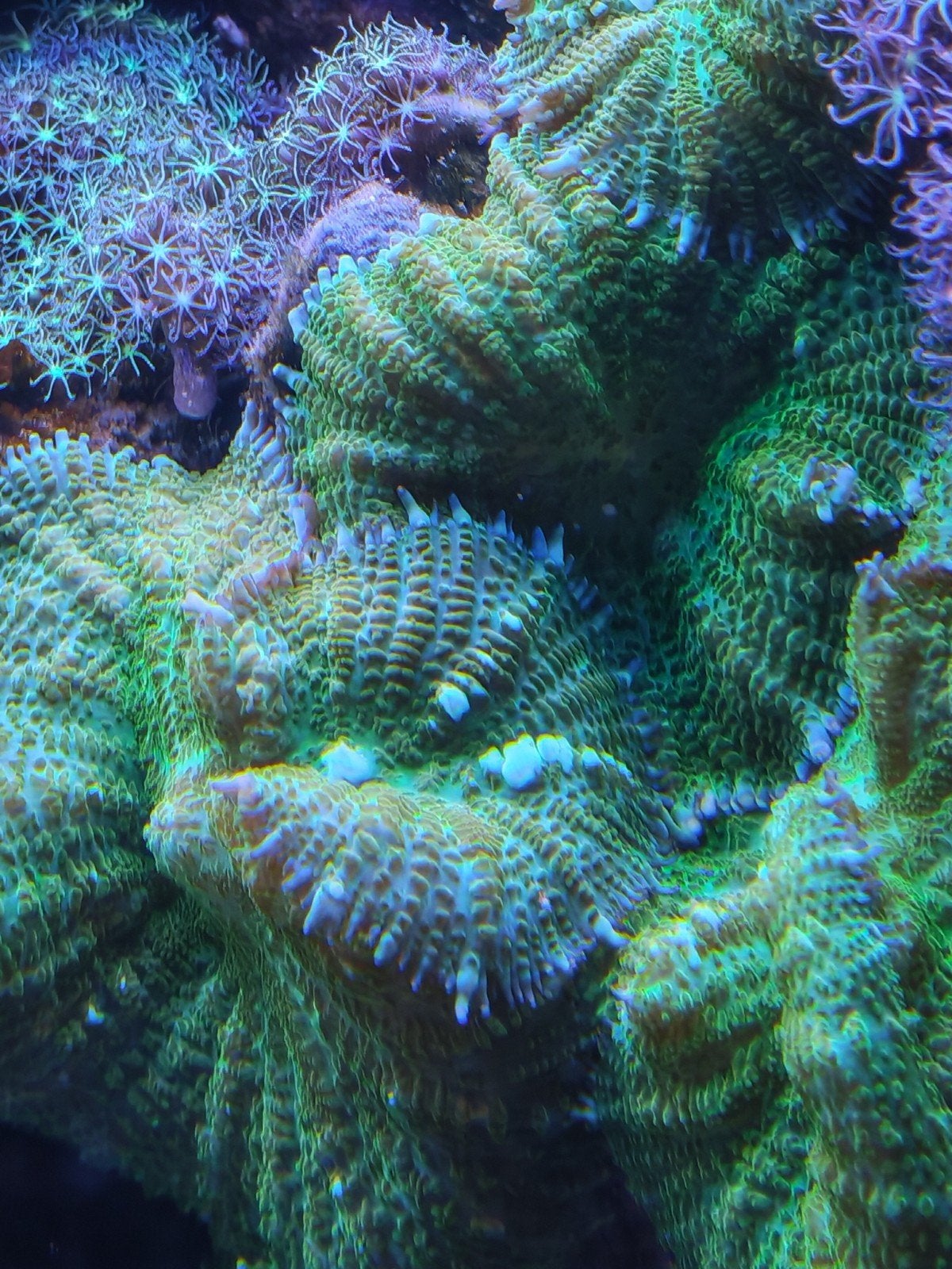 zee aquarium gifgroene rodactis oren, Dieren en Toebehoren
