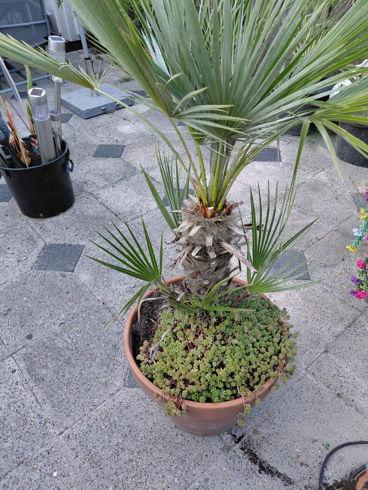 tk mooie dwergpalm met nieuwe zij scheuten  en bladeren, 100 tot 250 cm, Palmboom, Ophalen, Volle zon