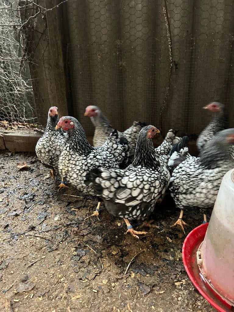 Broedeieren wyandotte kriel, Dieren en Toebehoren, Meerdere dieren, Kip