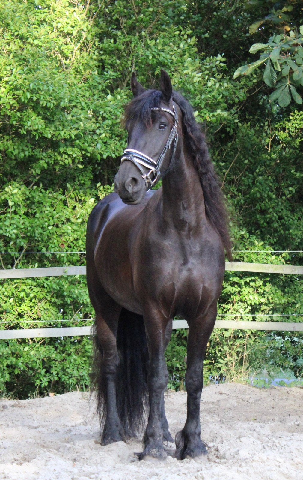 Brave drachtige Friese stamboekmerrie 2018, Merrie, Met stamboom, L, 7 tot 10 jaar