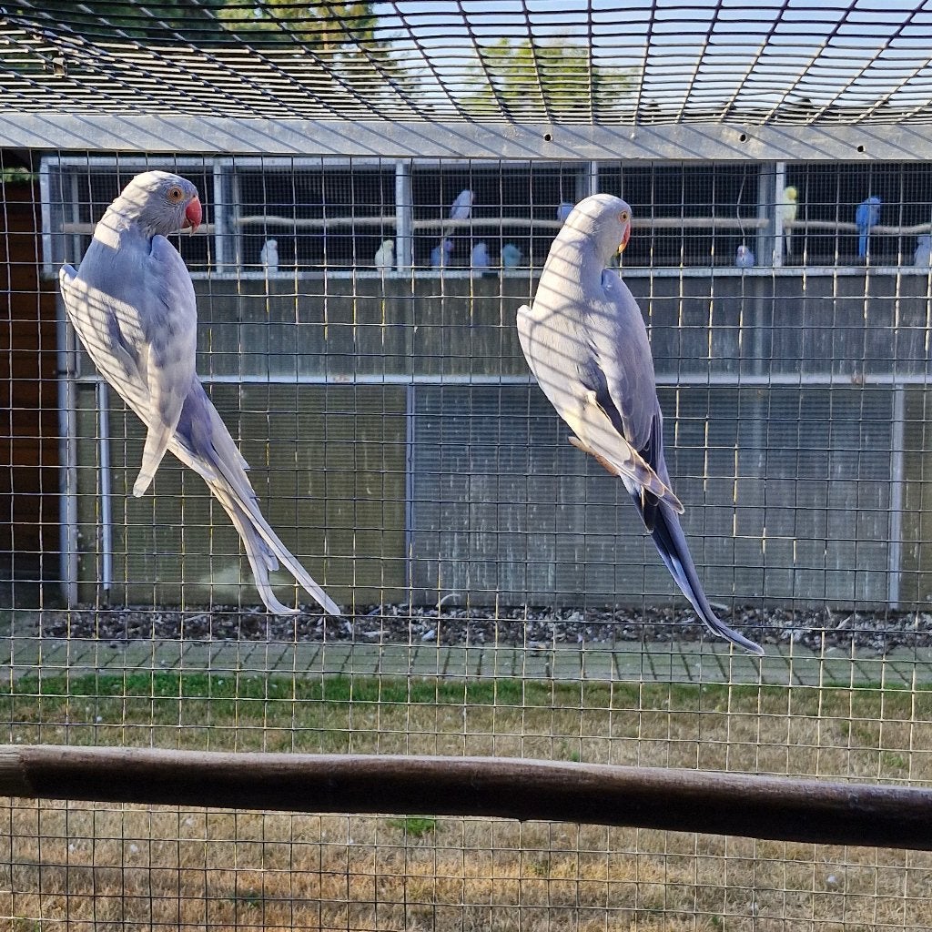 Halsband parkieten, Meerdere dieren, Parkiet, Geringd