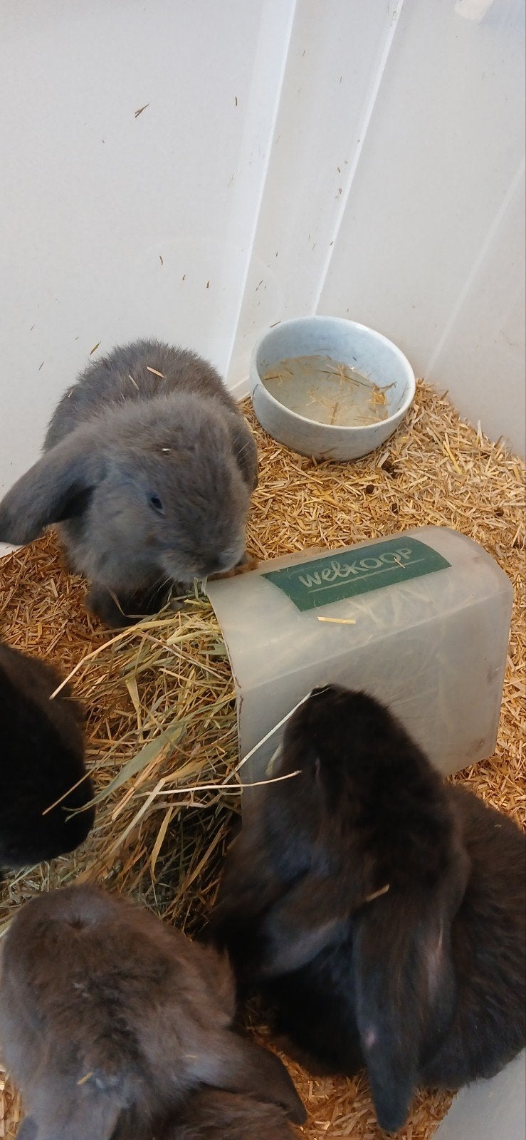 Hangoor konijntjes, Meerdere dieren, Hangoor