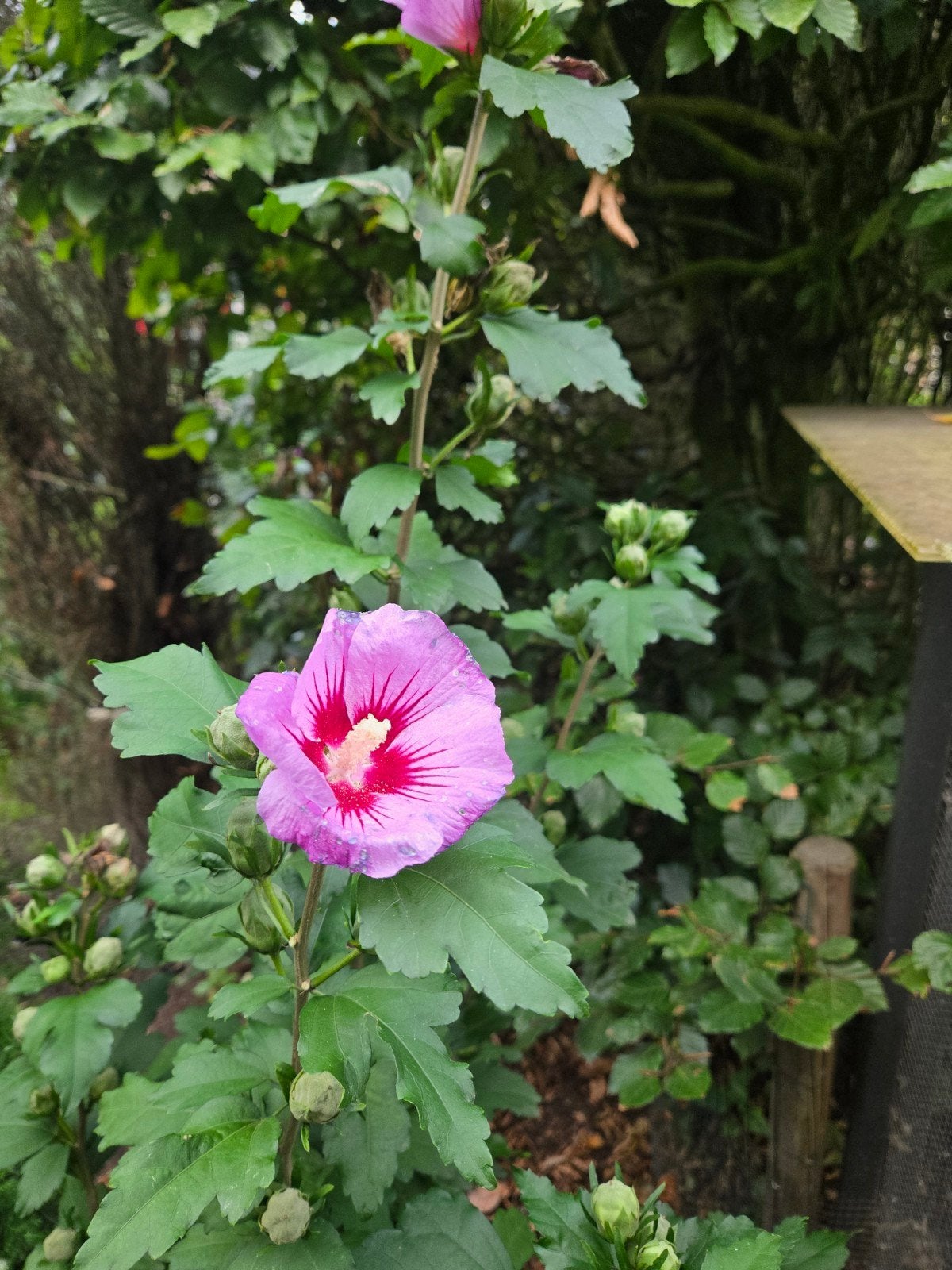 roze hibiscus plant / boom, Ophalen, Overige soorten, Halfschaduw