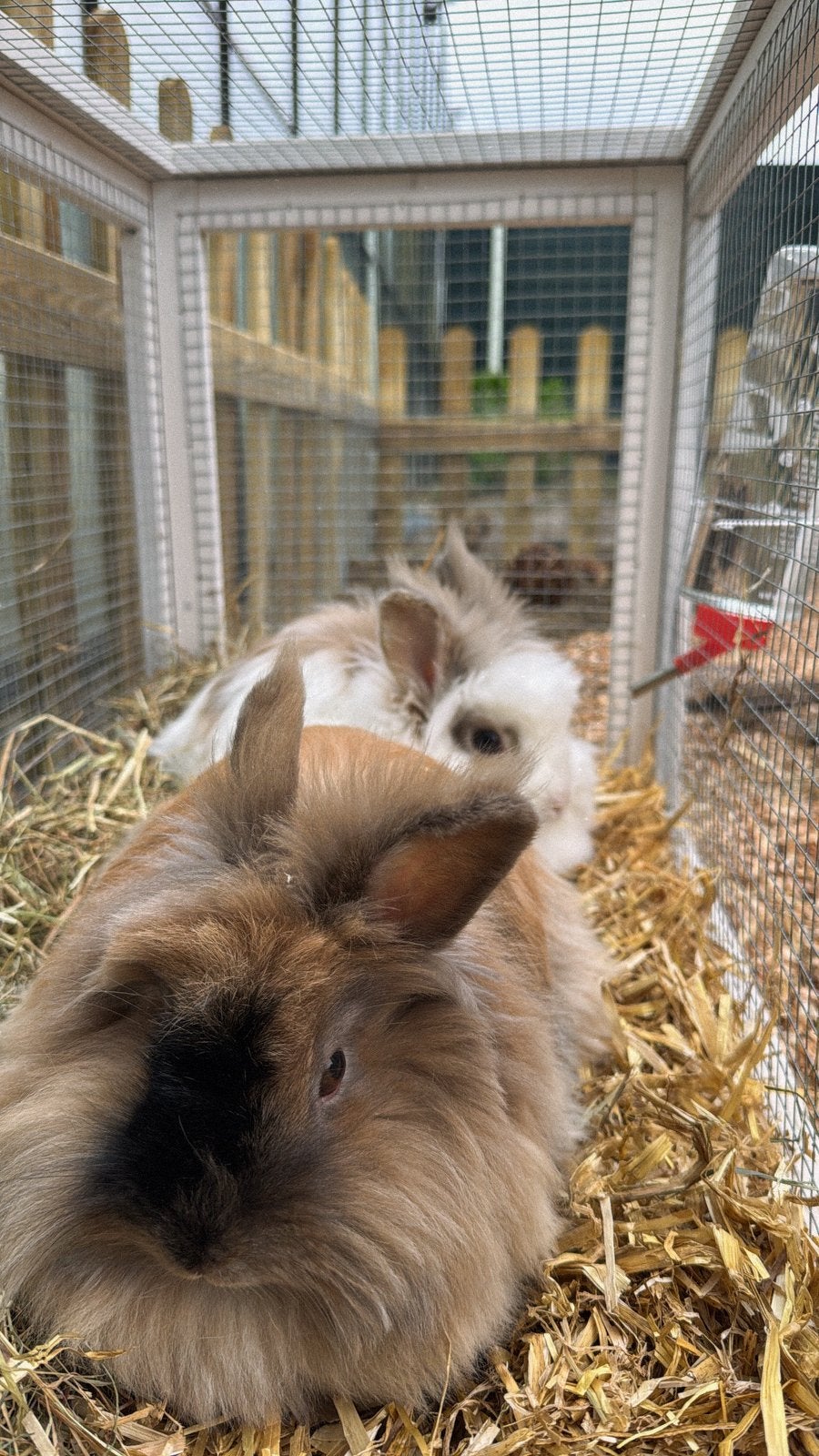 Angora konijnen met verblijf, Dieren en Toebehoren, Konijnen, Mannelijk, Dwerg