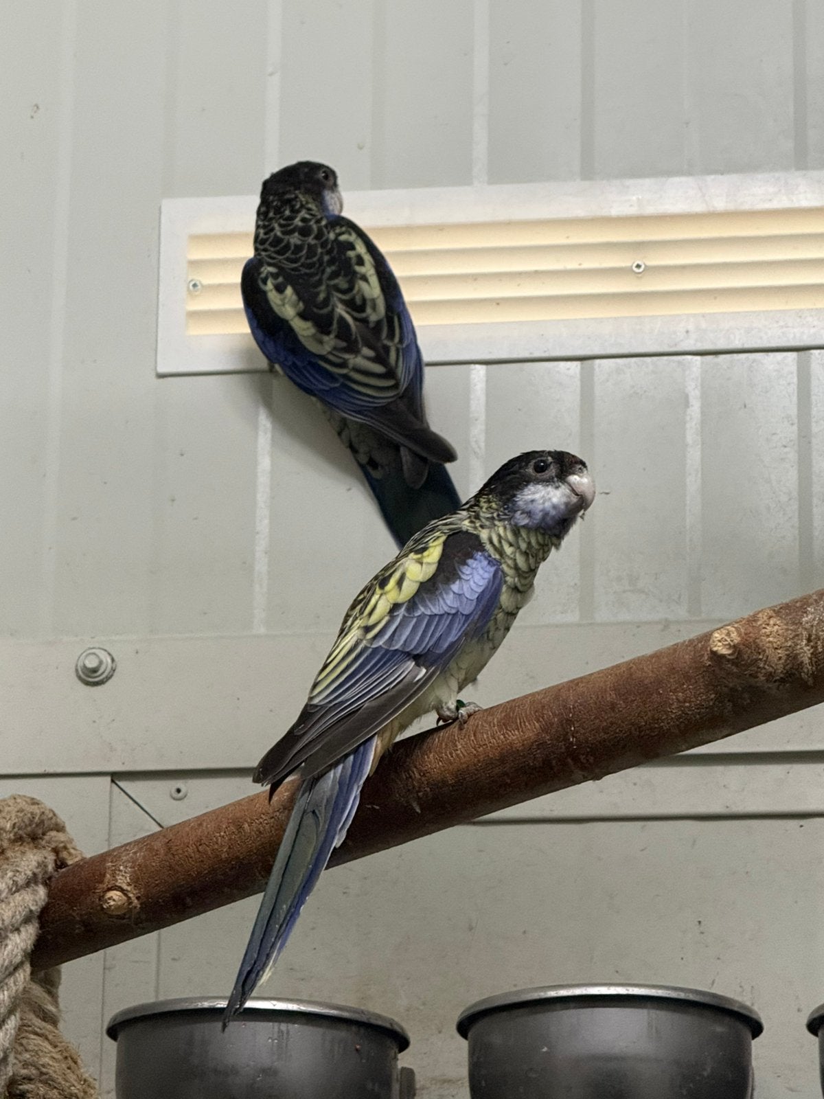 Gezocht jonge brown rosella man, Dieren en Toebehoren, Vogels | Parkieten en Papegaaien, Meerdere dieren, Parkiet