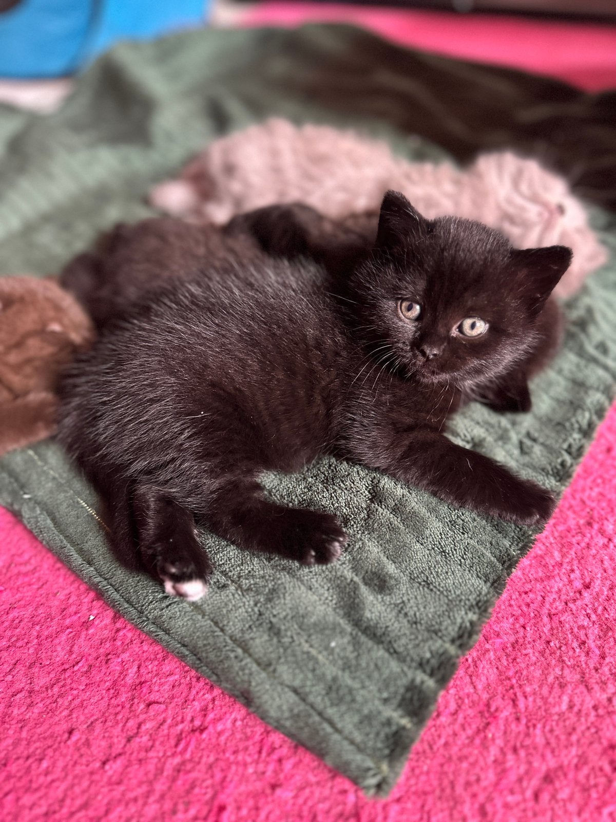 Britse korthaar/langhaar kittens, Dieren en Toebehoren, Katten en Kittens | Raskatten | Langhaar, Meerdere dieren, Gechipt, 0 tot 2 jaar