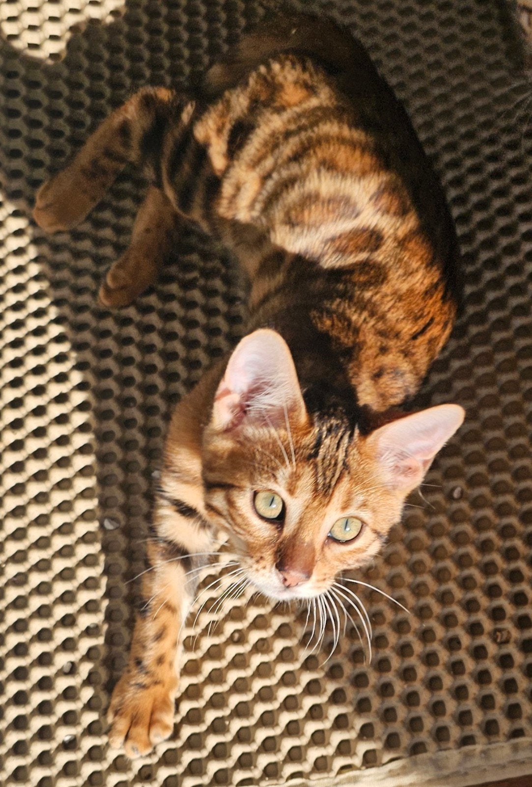 ☆Top ras☆ Bengaalse kitten met stamboom, Meerdere dieren, Met stamboom