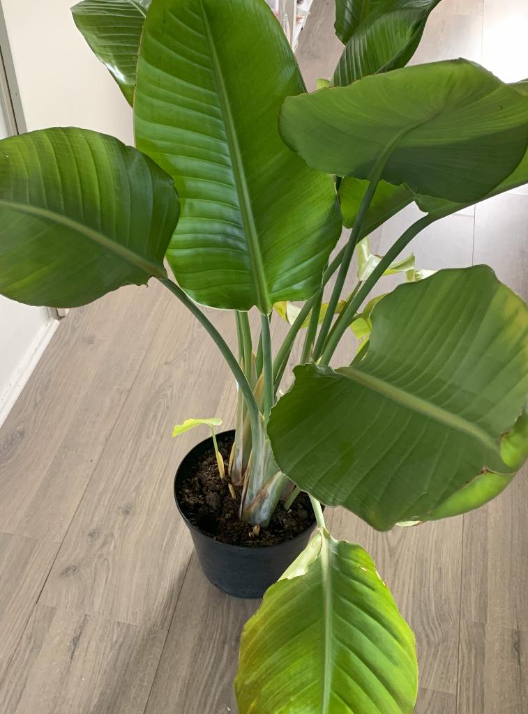 Paradijsvogel plant (Strelitzia nicolai), Ophalen, 100 tot 150 cm, Overige soorten, Halfschaduw