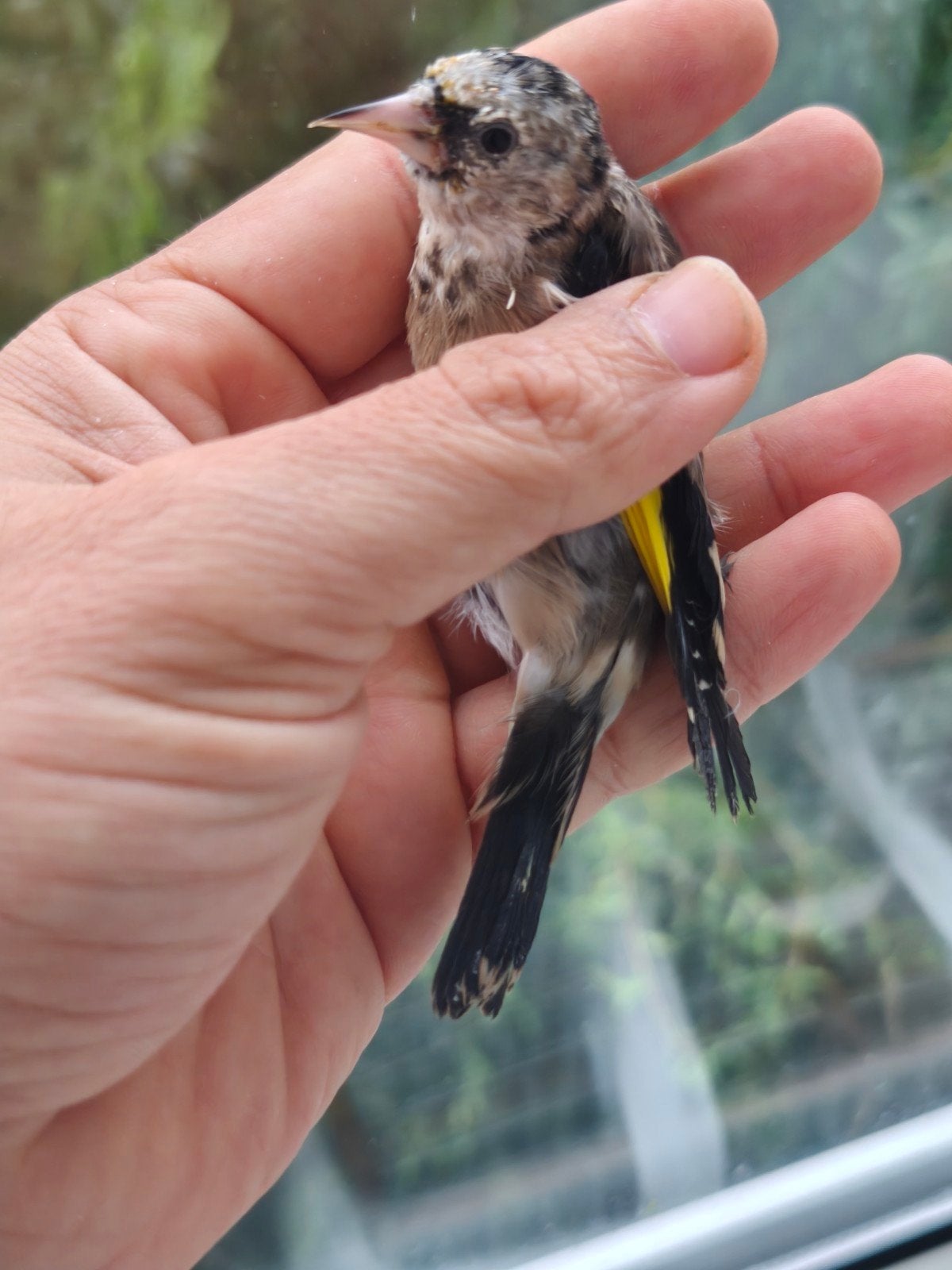 kleine original parva, Dieren en Toebehoren