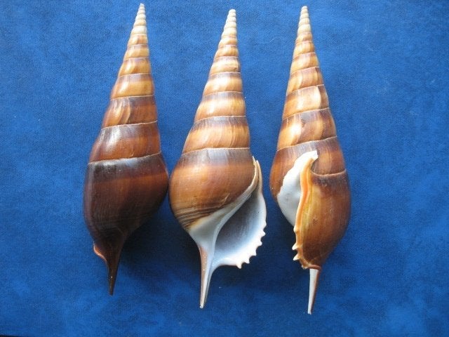 Schelpen: Tibia curta Sow. f++/g 110-130mm, Verzenden, Schelp(en)