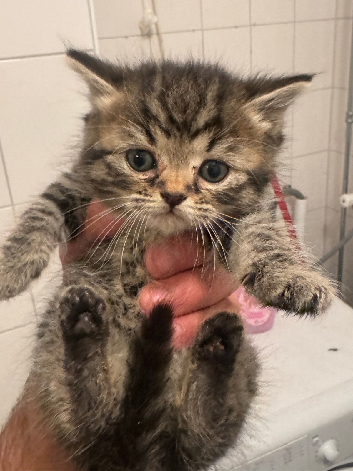Lief kitten te koop