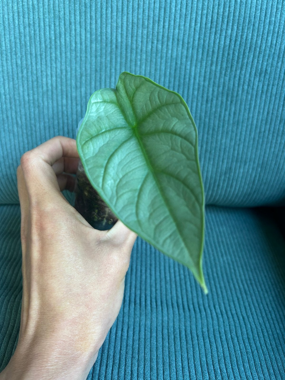 Alocasia Red Grey, Huis en Inrichting, Ophalen of Verzenden, Halfschaduw, Minder dan 100 cm