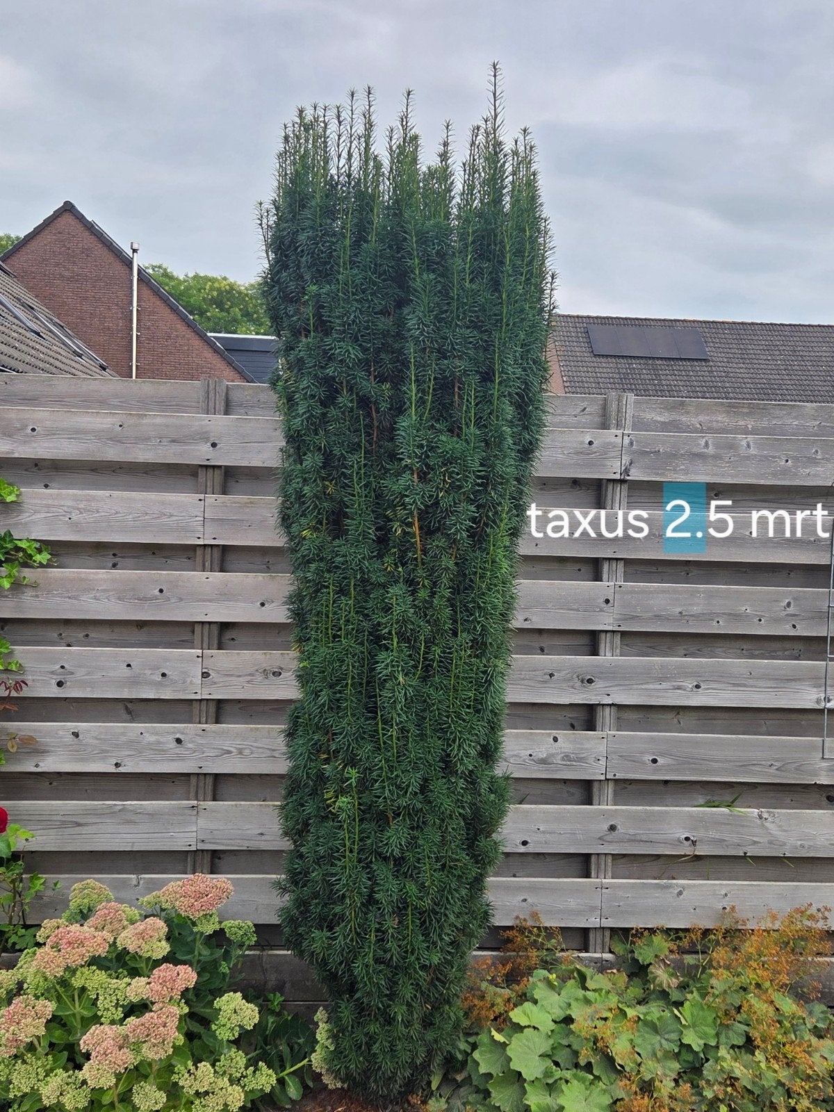 gratis op te halen 3 taxussen, Tuin en Terras, Planten | Struiken en Hagen, Ophalen, Overige soorten