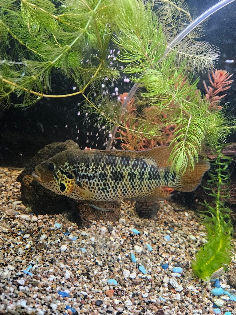 Aquarium vis  monster, Dieren en Toebehoren, Ophalen
