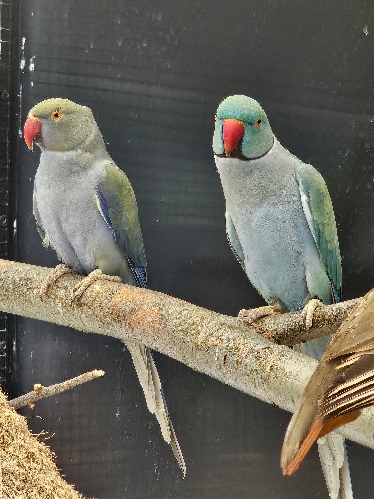 Koppel Halsbandparkieten | blauw turquoise | 2020/2022, Meerdere dieren, Parkiet, Geringd