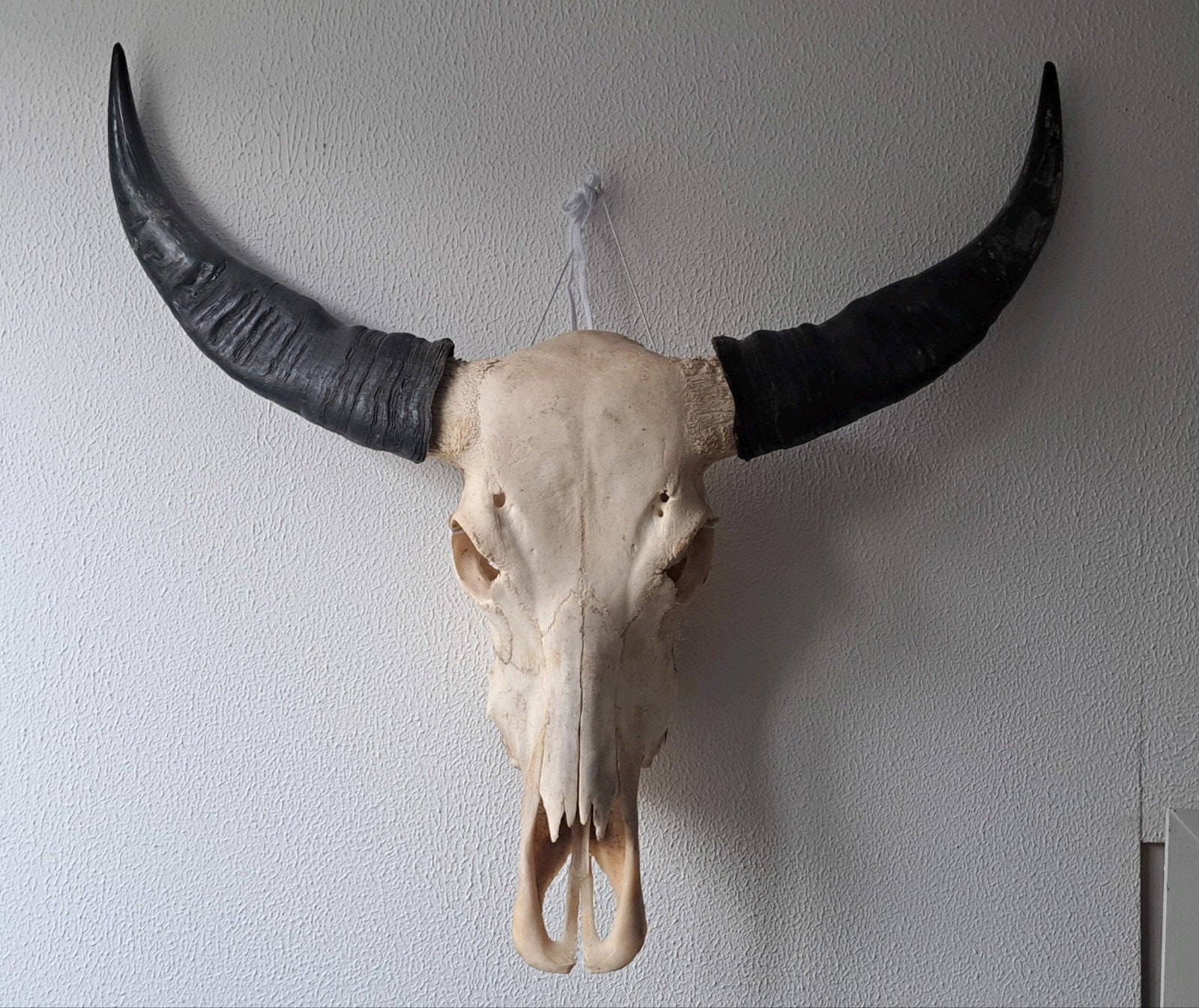 Waterbuffel/ buffel schedel met horens - 82 cm breed, Ophalen of Verzenden, Schedel