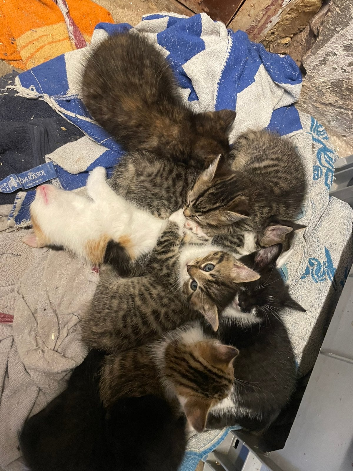 Boerderij kittens te koop, Dieren en Toebehoren, Meerdere dieren