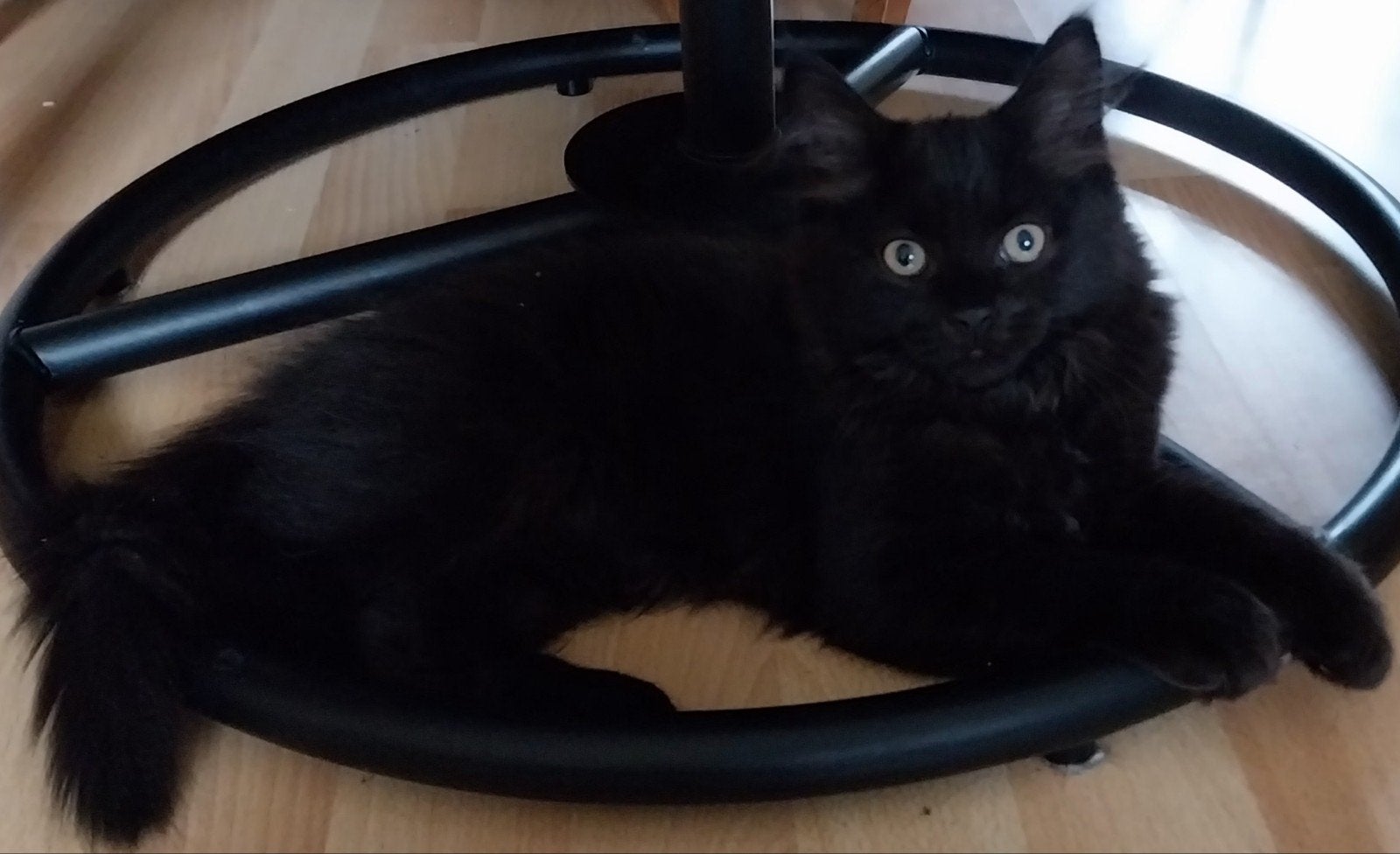 Langhaar Kittens,  Maine Coon x Neva Masquerade., Dieren en Toebehoren, Meerdere dieren, Ontwormd
