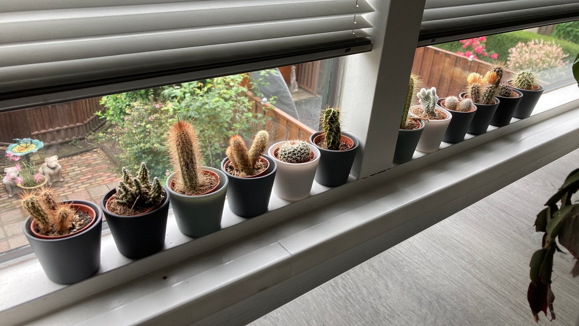 Ikea cactussen in pot, Ophalen, Halfschaduw, Minder dan 100 cm, In pot