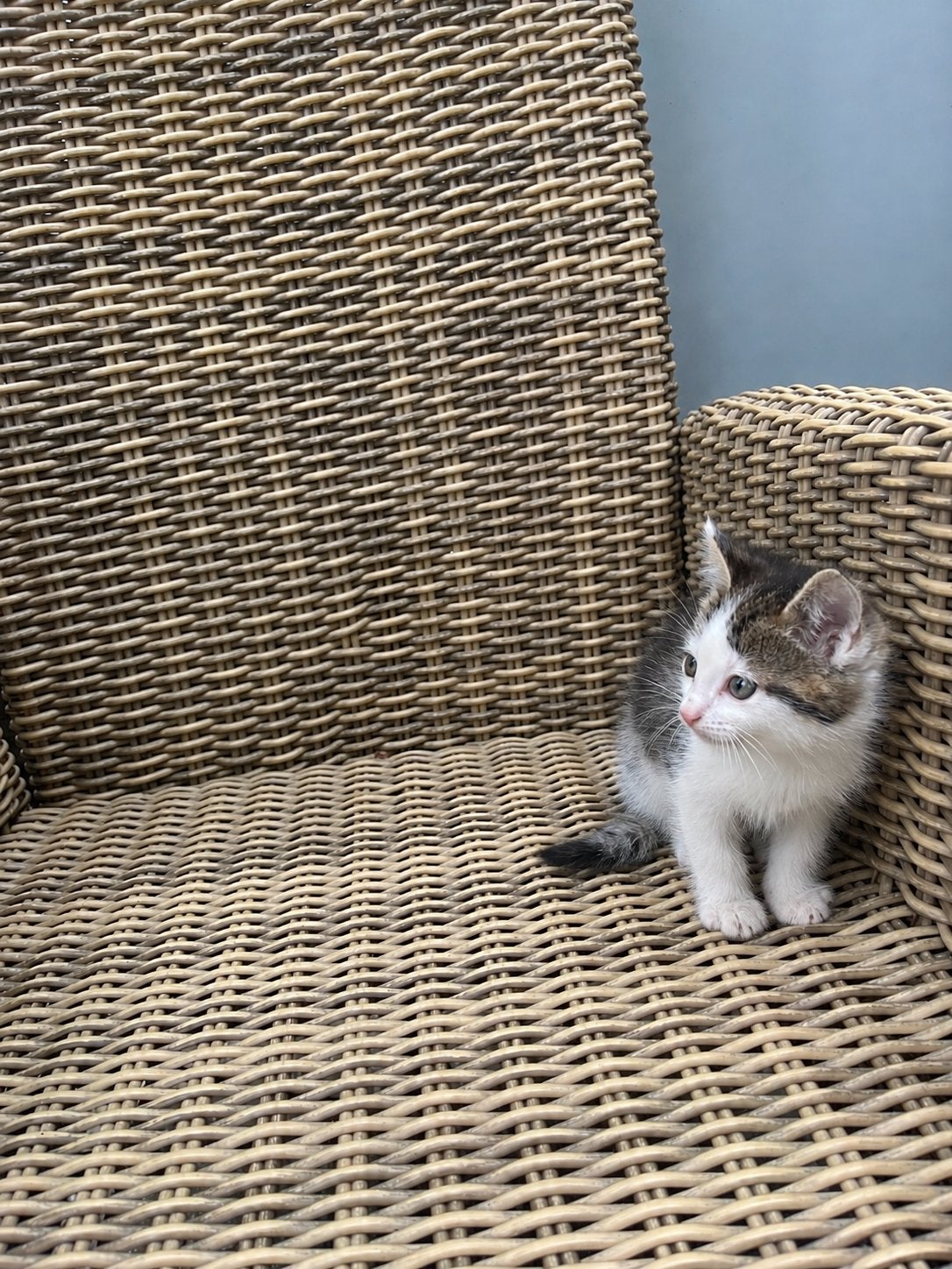 2 hele leuke tamme kittens, Dieren en Toebehoren, Meerdere dieren, Kortharig, 0 tot 2 jaar