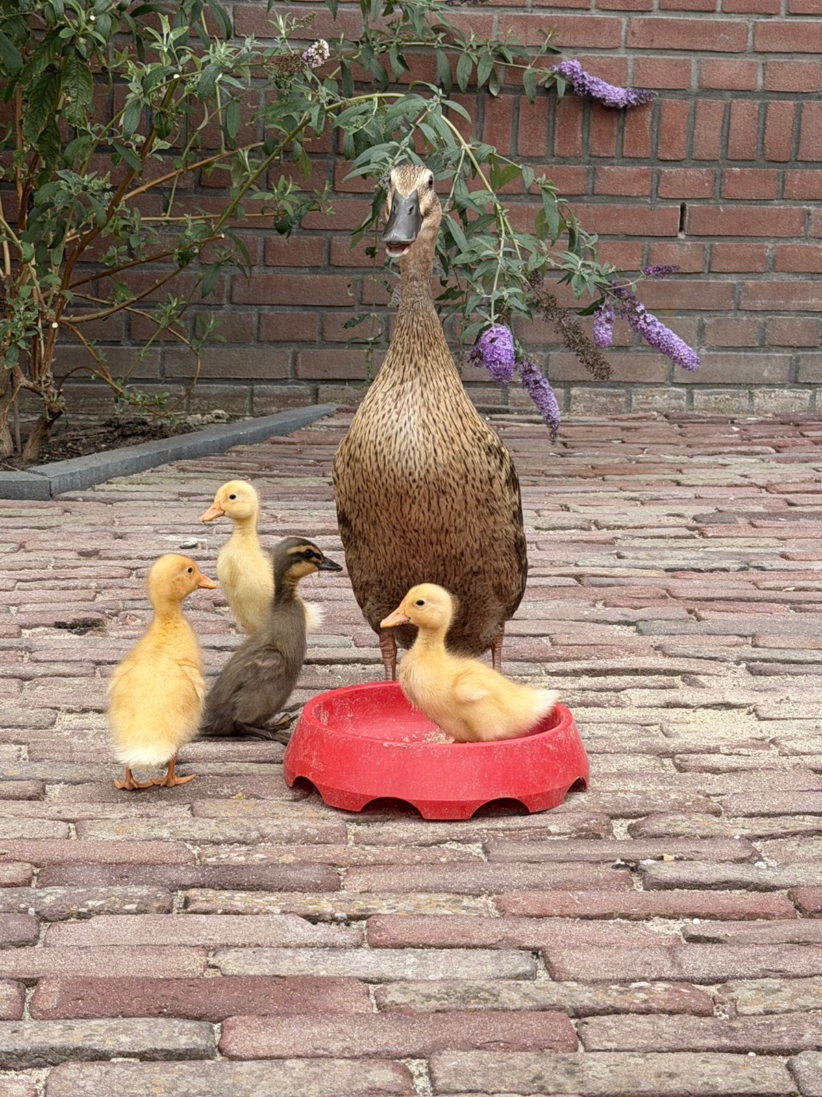 Loopeenden pullen, Meerdere dieren, Eend