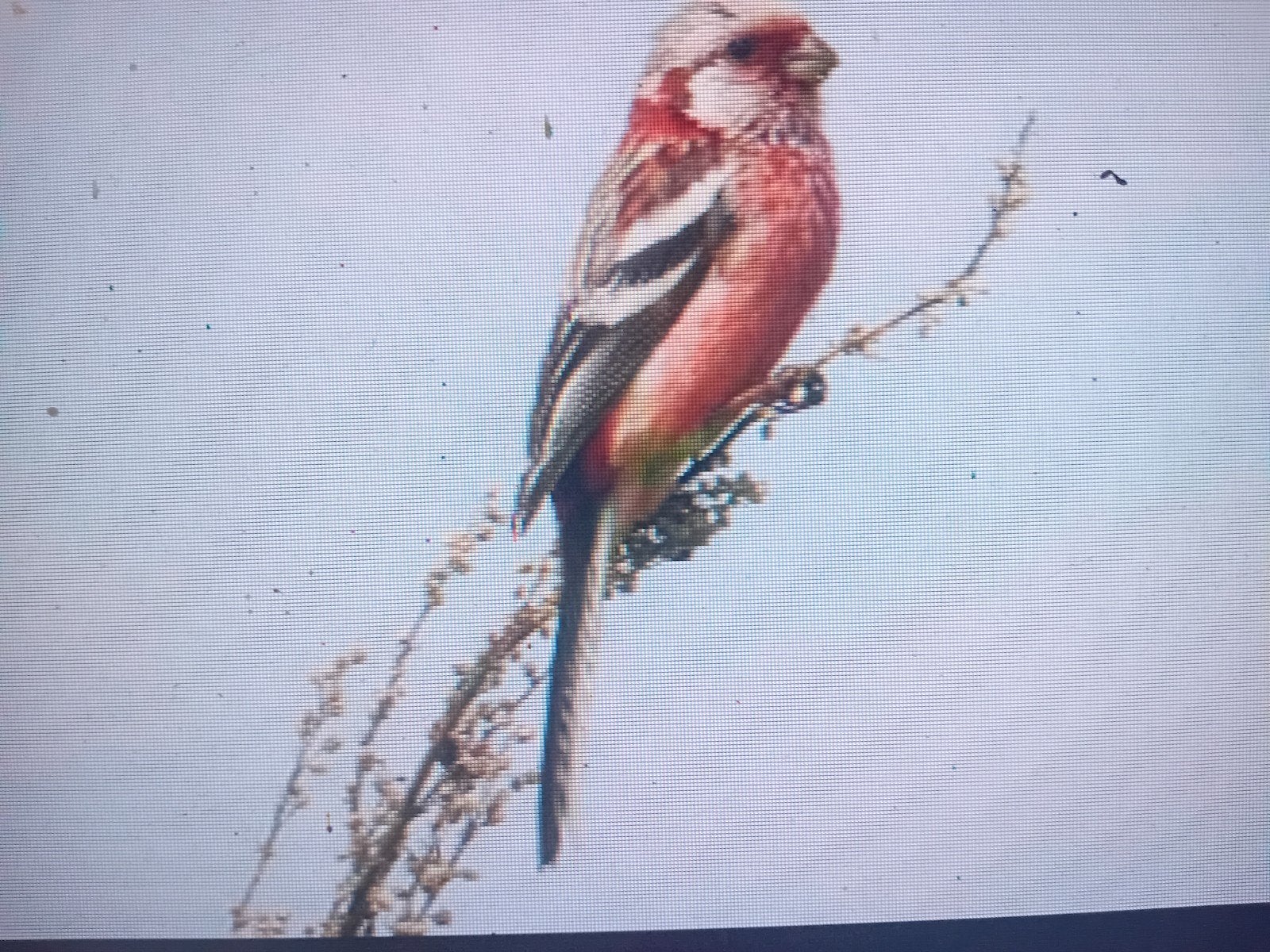 GEZOCHT KOPPEL MEESGOUDVINKEN, Dieren en Toebehoren, Vogels | Overige Vogels, Meerdere dieren
