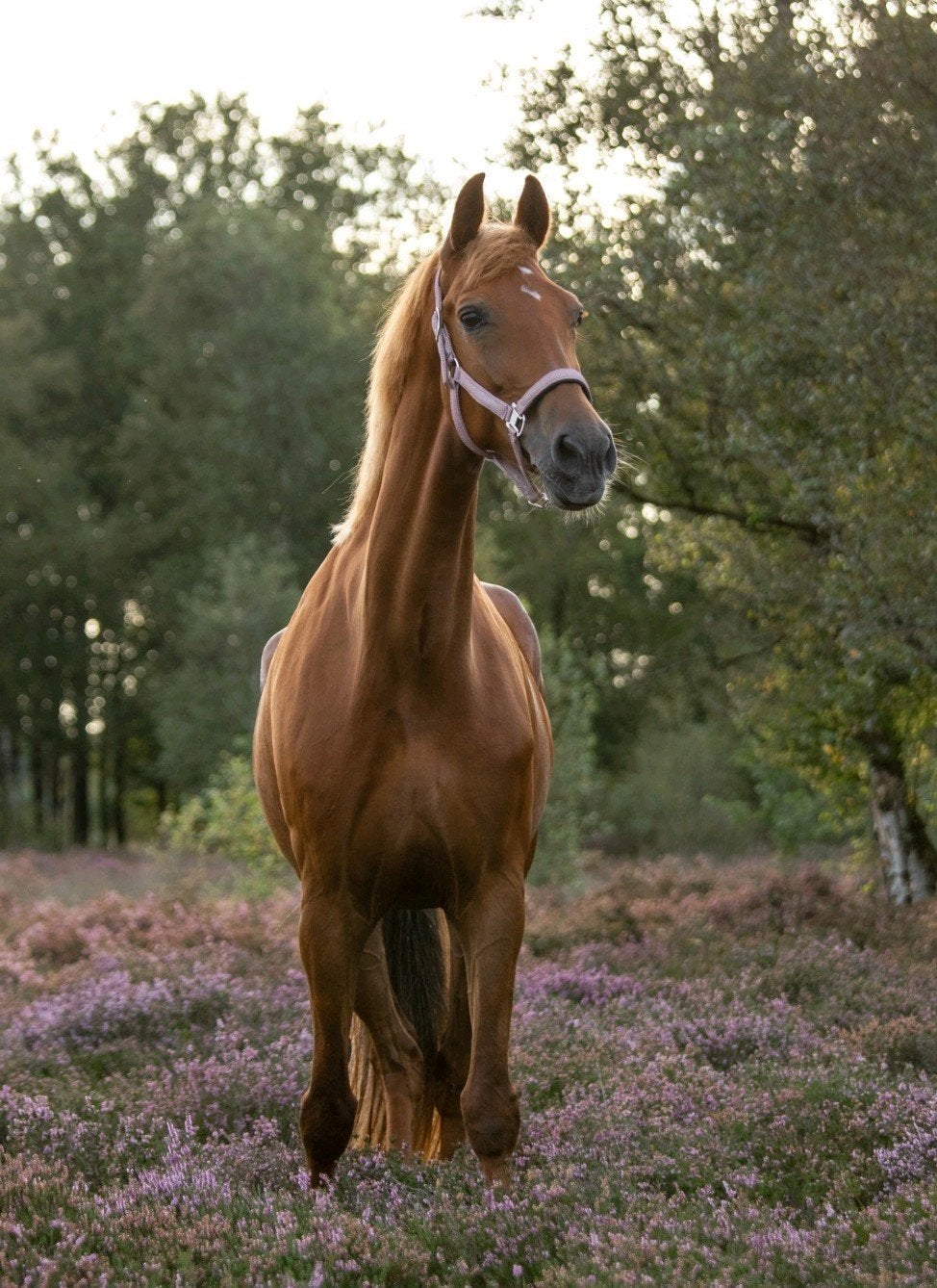 Gezocht: Fijne plek voor Weidemaatje, gezelschap, pensionada, Weidegang, 1 paard of pony