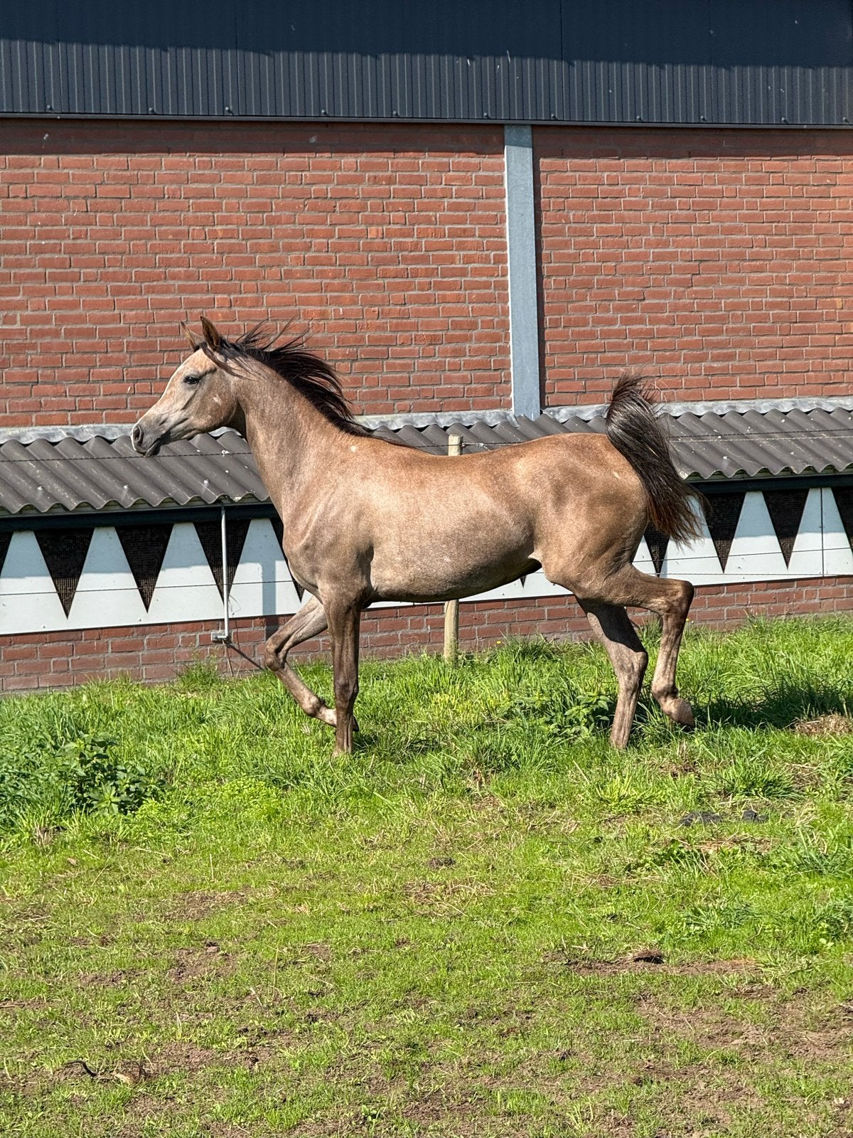 Merrie jaarling ASE Juilliard, Dieren en Toebehoren, Merrie, Minder dan 160 cm, Met stamboom, Niet van toepassing